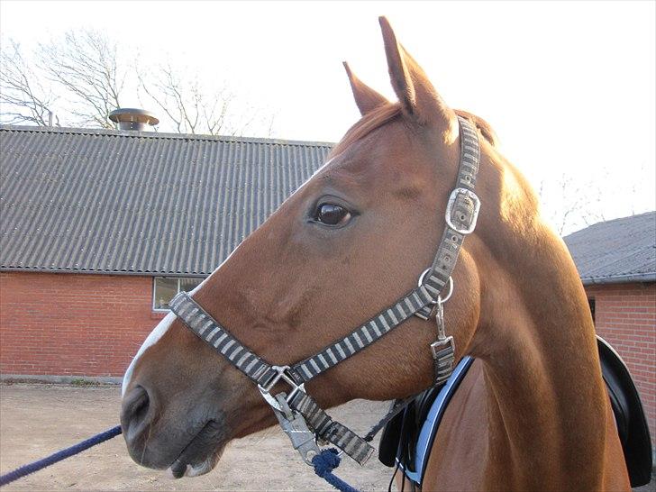 Mecklenburger Orff billede 10