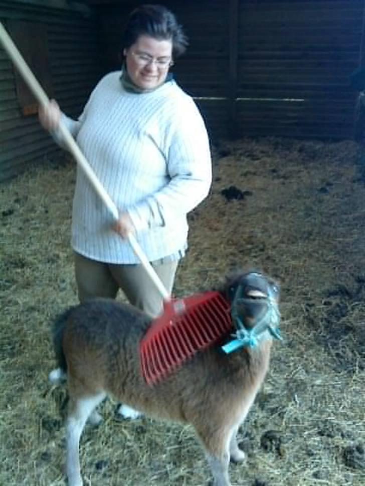 Shetlænder MIST *himmelhest* billede 1