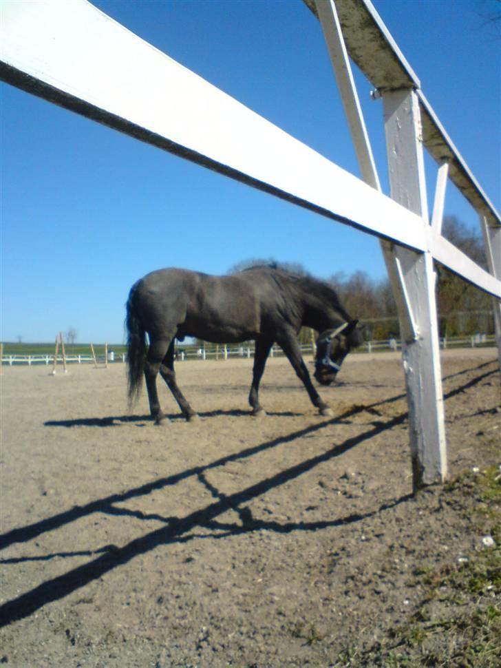 Anden særlig race Zetan *AFLIVET* - Kløøør<3 :) billede 2