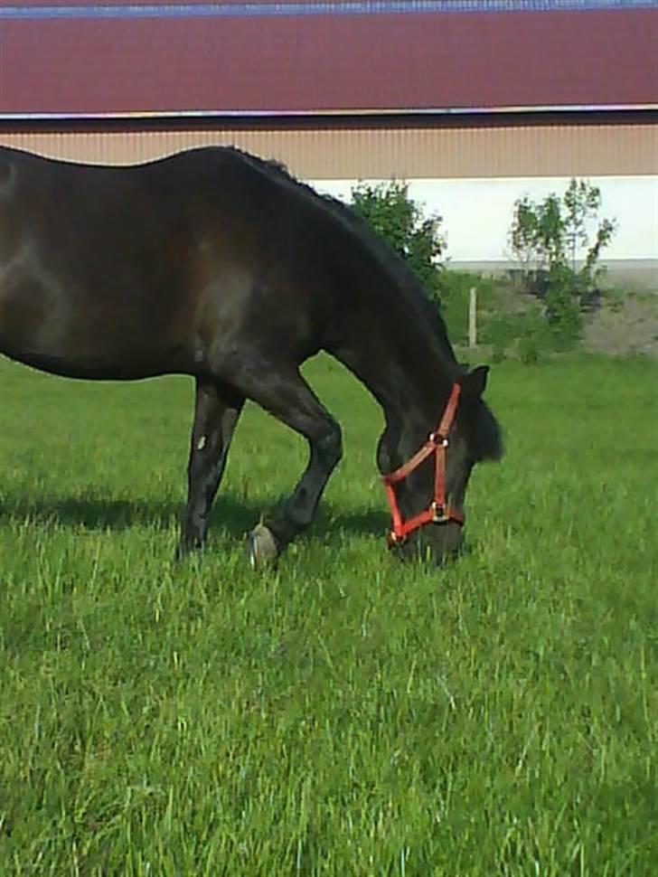 Anden særlig race Zetan *AFLIVET* - ædder liige lidt<3 billede 4