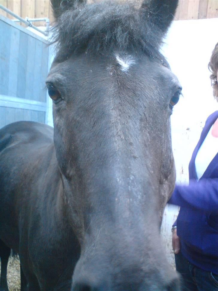 Anden særlig race Zetan *AFLIVET* - Smukke dreng!!!!!!!<3<3<3<3 billede 5