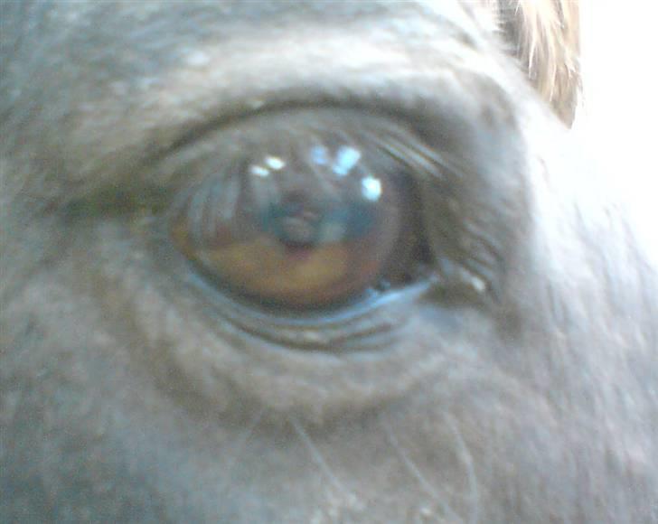 Anden særlig race Zetan *AFLIVET* - dine smukke øjn!! billede 6