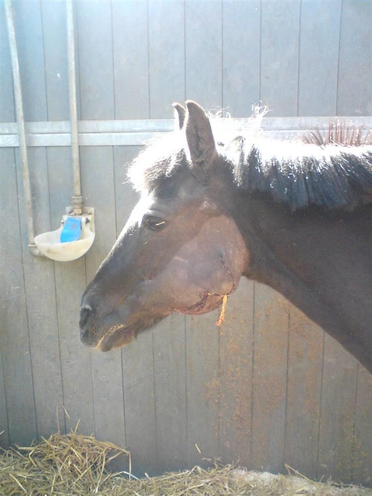 Anden særlig race Zetan *AFLIVET* - Hans kæbe :´( billede 8