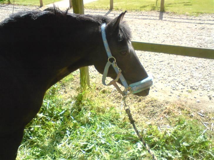 Anden særlig race Zetan *AFLIVET* - smukke<3 billede 11