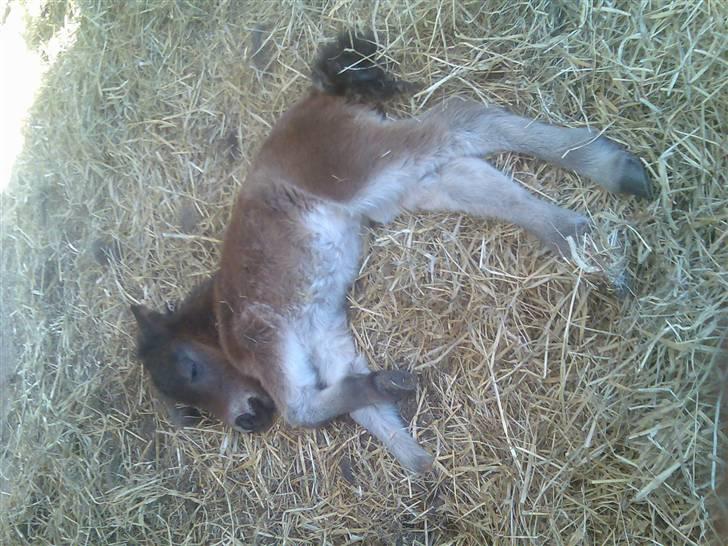 Shetlænder MIST *himmelhest* billede 2