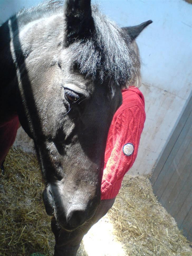 Anden særlig race Zetan *AFLIVET* - hehe, (: smukke?! (:  billede 12