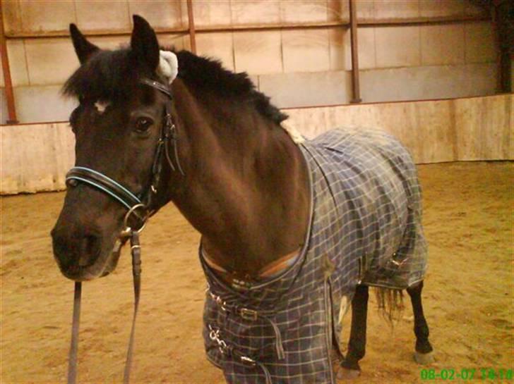 Anden særlig race Zetan *AFLIVET* - også miig der har taget det<3 billede 13