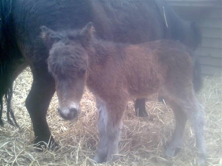 Shetlænder MIST *himmelhest* billede 4