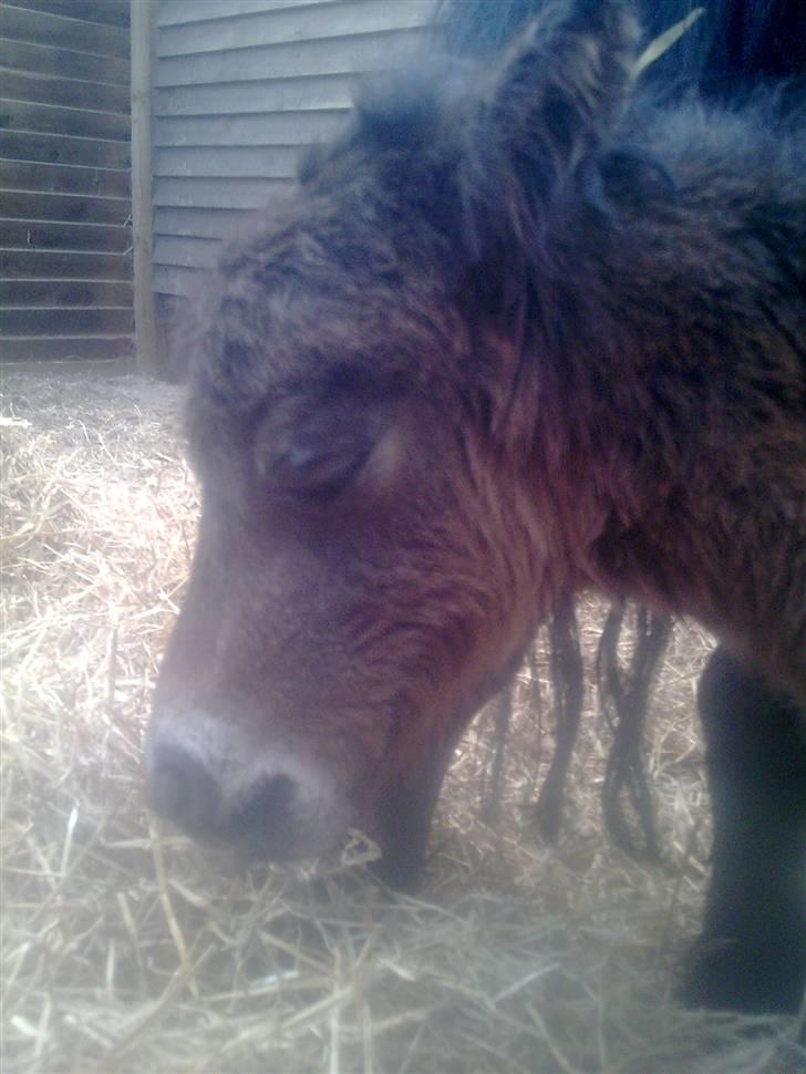 Shetlænder MIST *himmelhest* billede 5
