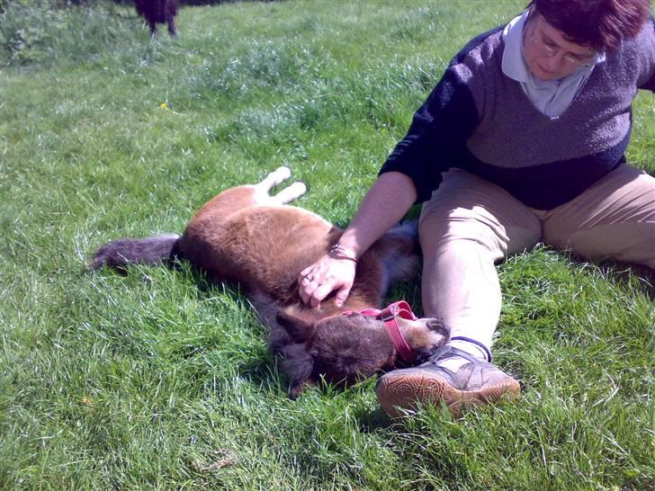 Shetlænder MIST *himmelhest* - tillid billede 6