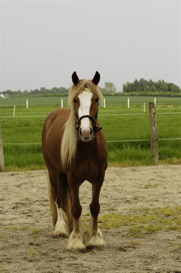 Irish Cob Flora  May´s Kenya - Kenya maj 2009 billede 15