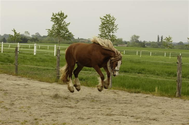 Irish Cob Flora  May´s Kenya - Kenya maj 2009 : Selvom man er ved at være "voksen" skal der jo stadig være plads til masser af sjov og spas :o) billede 17