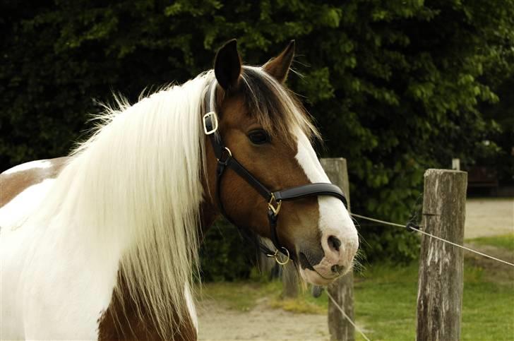 Irish Cob Lady Lasarfhiona - Maj 2009 Fhiona´s man er begyndt at vokse igen billede 7