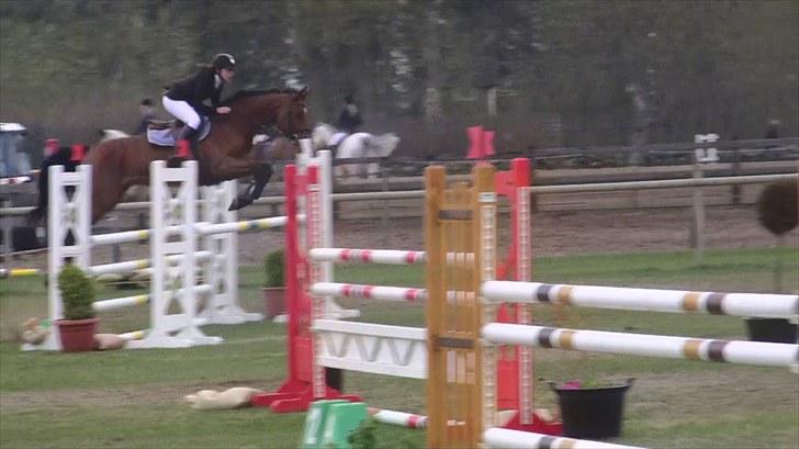 Hannoveraner - Gina Lady - 125cm. i Sverige 2010 billede 18