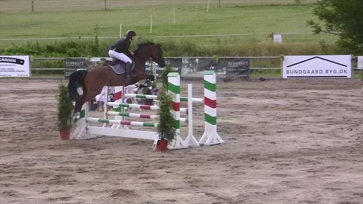 Hannoveraner - Gina Lady - spring derby LA** 2010 billede 19