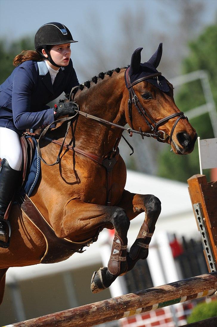 Hannoveraner - Gina Lady - Toscana tour CSI*** Arezzo 2011 billede 20