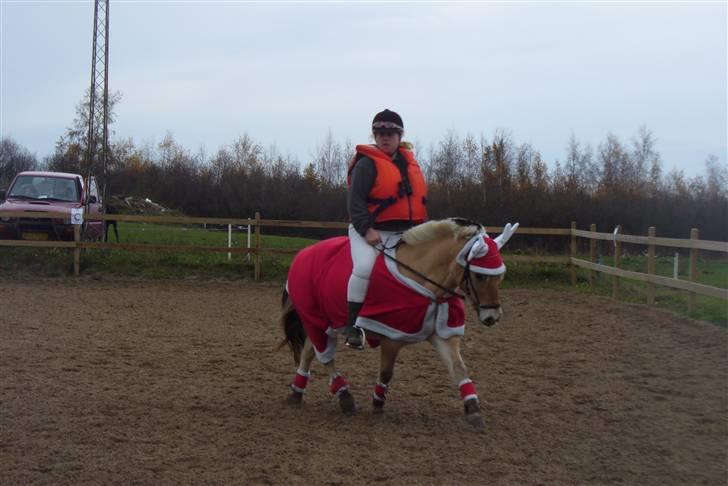 Fjordhest Sebastian  billede 1