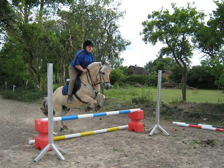 Fjordhest Sebastian  - 65 cm. så dygtig billede 2