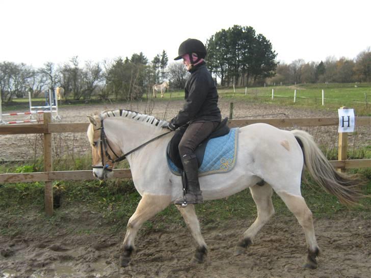 Fjordhest Sebastian  - judith dressur på sebastian billede 3