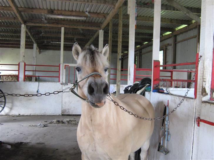 Fjordhest Sebastian  - så fræk... billede 4