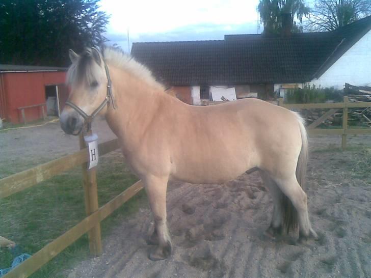 Fjordhest Sebastian  - smukke billede 5