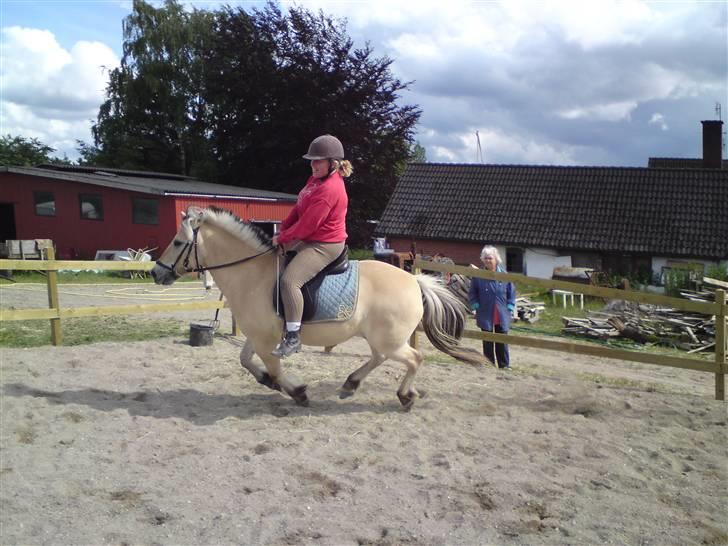 Fjordhest Sebastian  - Galop... billede 6