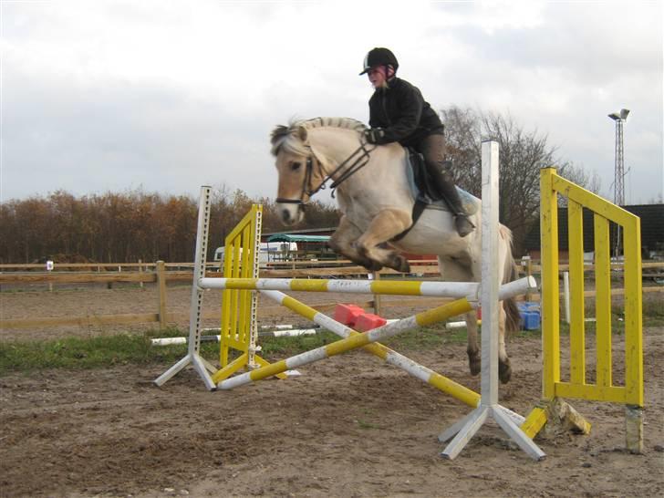 Fjordhest Sebastian  billede 8