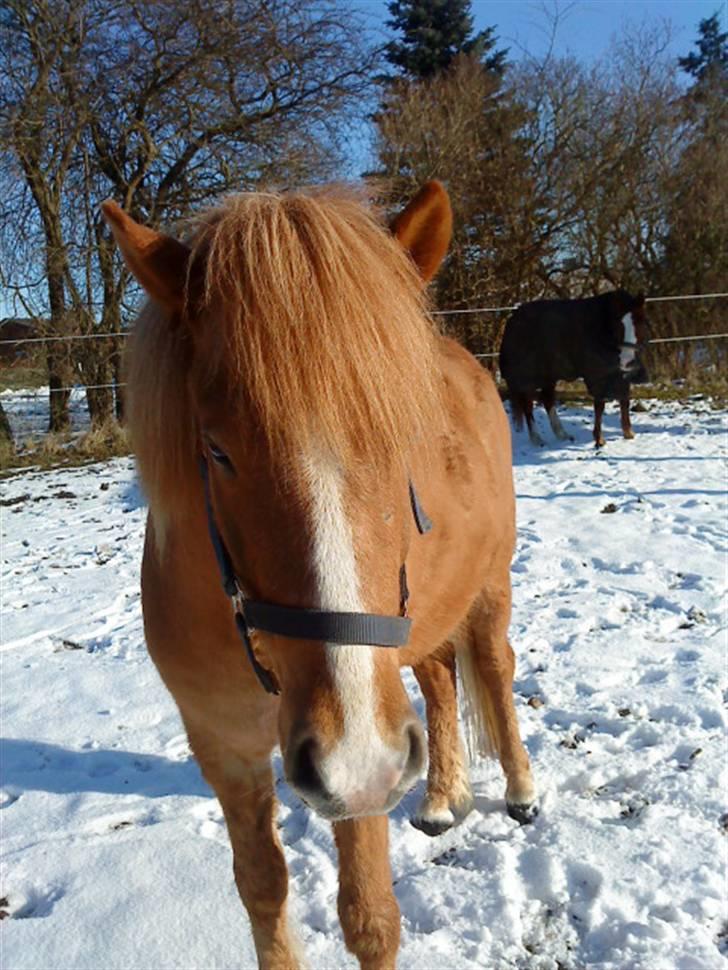 Islænder Nagli fra Tjenergården - Nagli i sne! billede 1