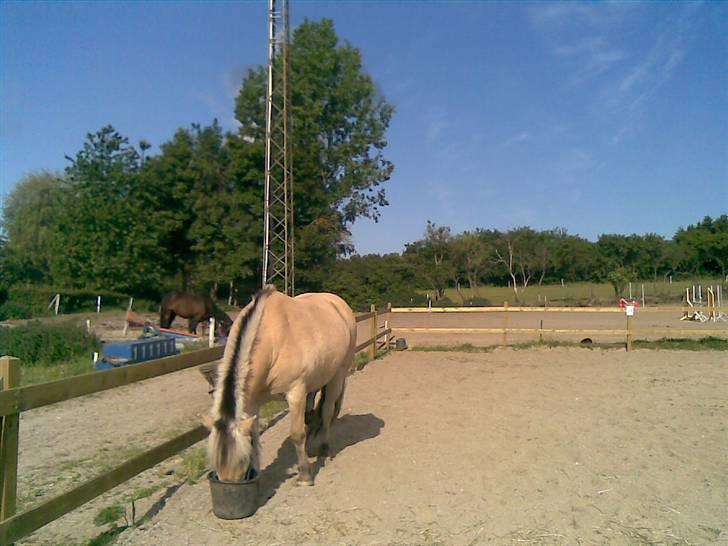 Fjordhest Sebastian  - mad nam nam billede 10