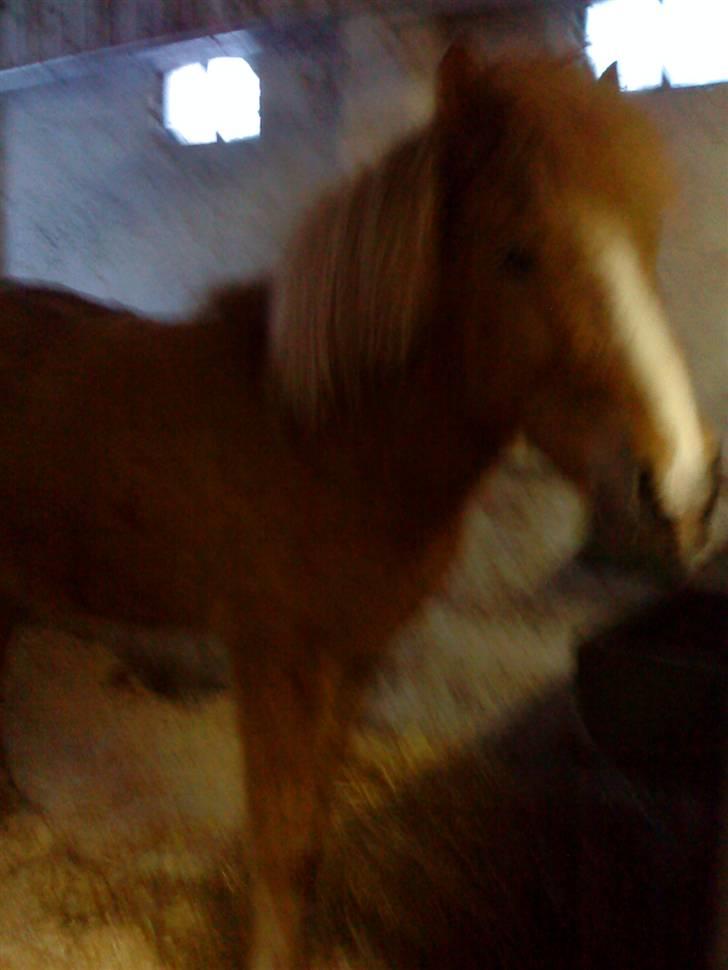 Islænder Nagli fra Tjenergården - Nagli i boksen! billede 2