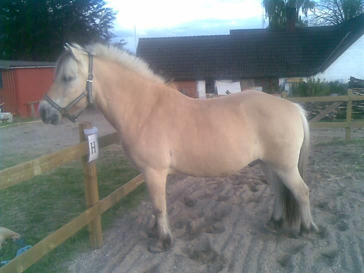 Fjordhest Sebastian  - smuke billede 12