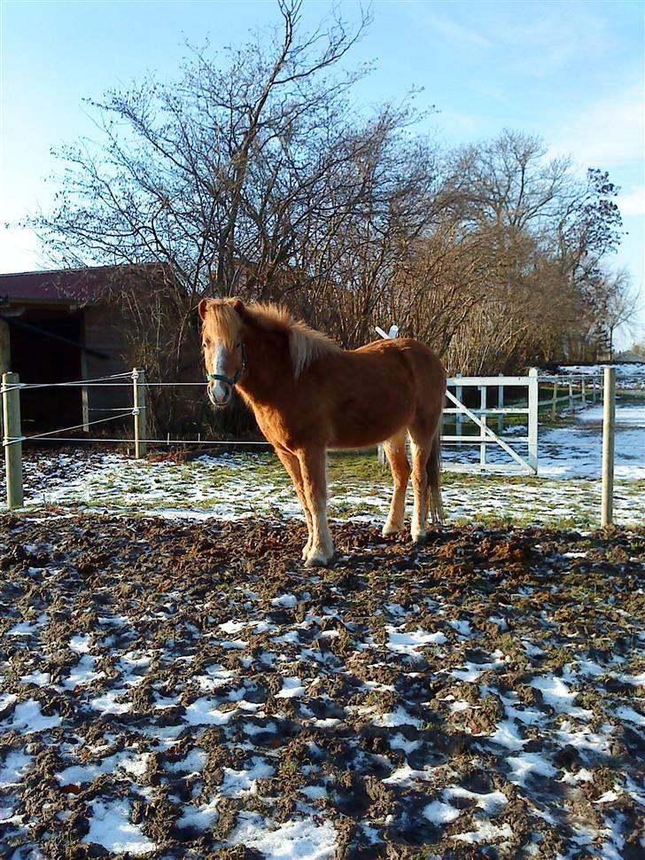 Islænder Nagli fra Tjenergården - Nagli på fold :D billede 3