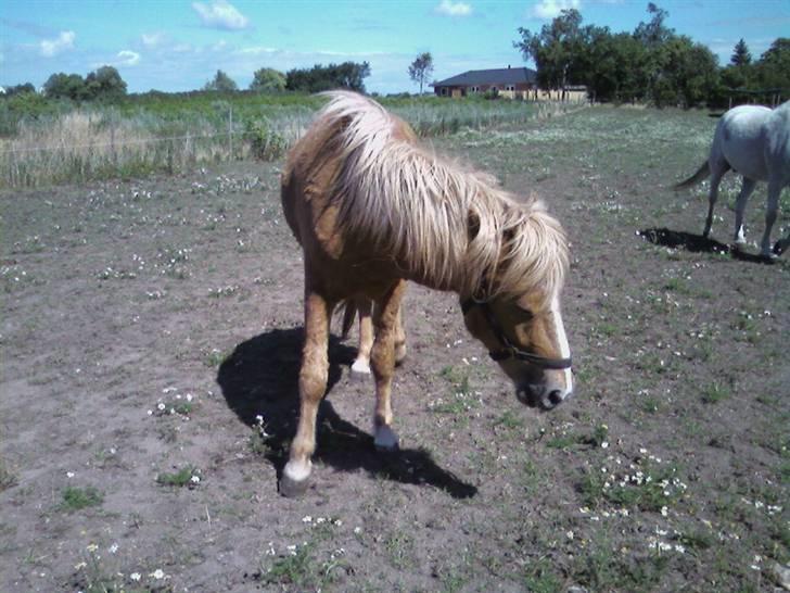 Islænder Nagli fra Tjenergården - Nagli på fold igen<3 billede 4
