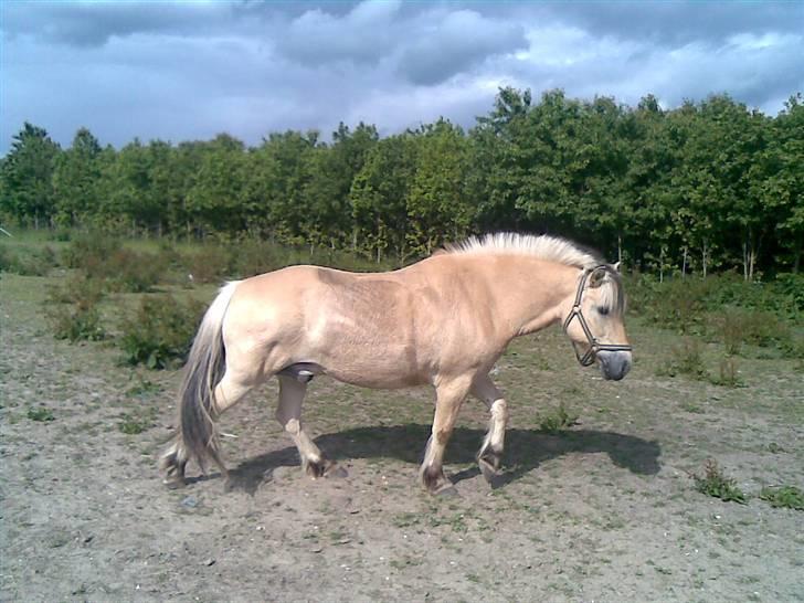 Fjordhest Sebastian  - på folden billede 13