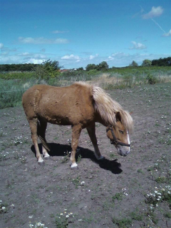 Islænder Nagli fra Tjenergården - Nagli igen igen <33 billede 5