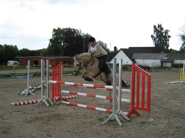 Fjordhest Sebastian  - hopla 100 cm. billede 14