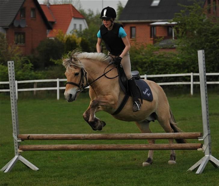 Fjordhest Rosenlunds Chili/ Cicero  - Foto: Jani Pedersen      Springer så fint :) billede 9