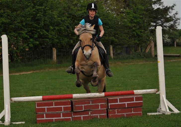 Fjordhest Rosenlunds Chili/ Cicero  - Foto: Jani Pedersen  Springer så fint :) billede 10