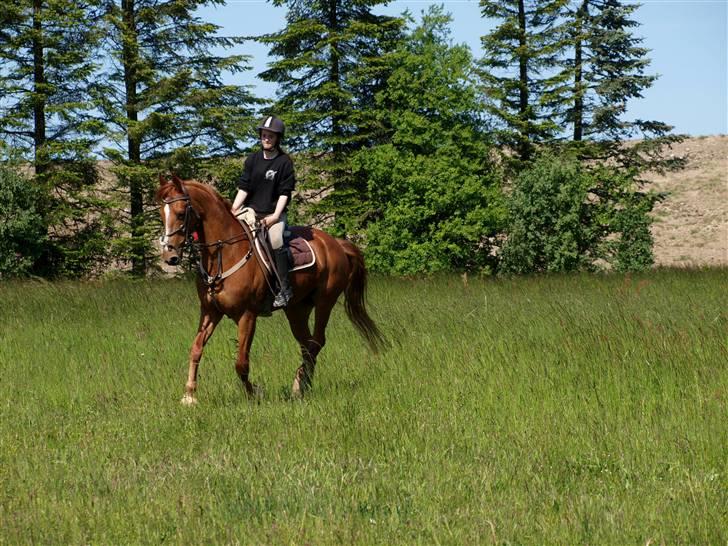 Anden særlig race Magic lady (maggie)passer billede 14