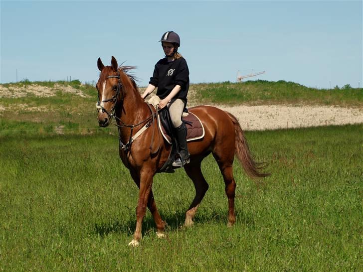 Anden særlig race Magic lady (maggie)passer billede 15