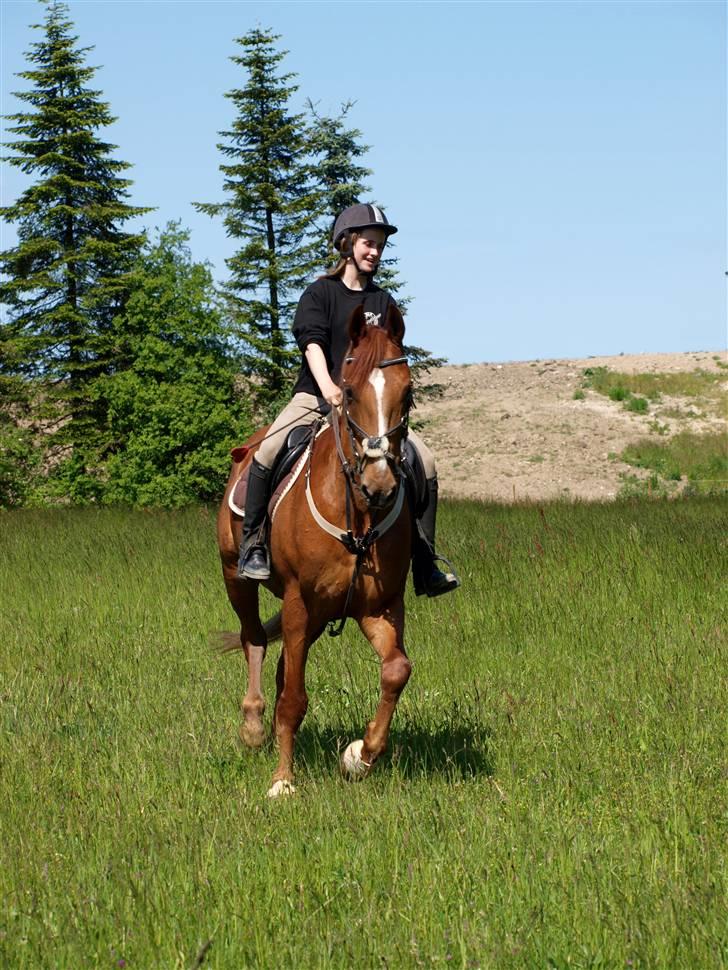 Anden særlig race Magic lady (maggie)passer billede 16