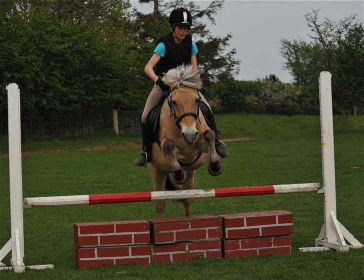 Fjordhest Rosenlunds Chili/ Cicero  - Foto: Jani Pedersen  Springer så fint :) billede 11