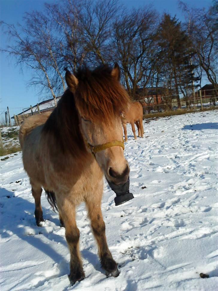 Islænder Glanni fra Enebakken - HAHA Charlotte jeg har din vante!! <33 billede 1