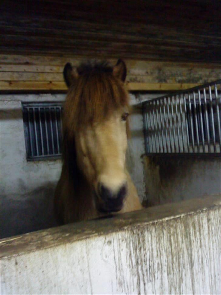 Islænder Glanni fra Enebakken - Glanni i stalden <3 billede 2