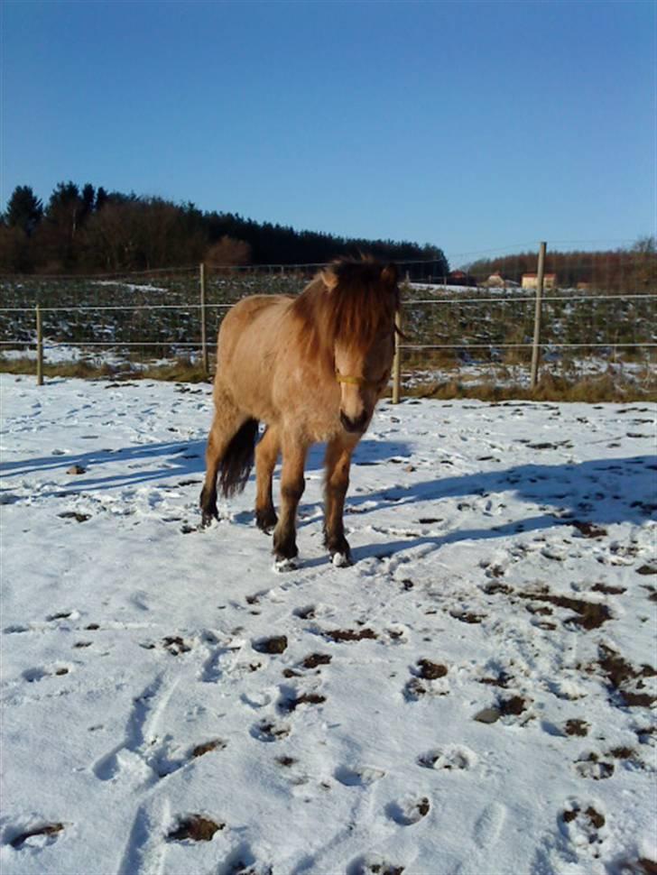 Islænder Glanni fra Enebakken - Glanni kigger :D billede 3