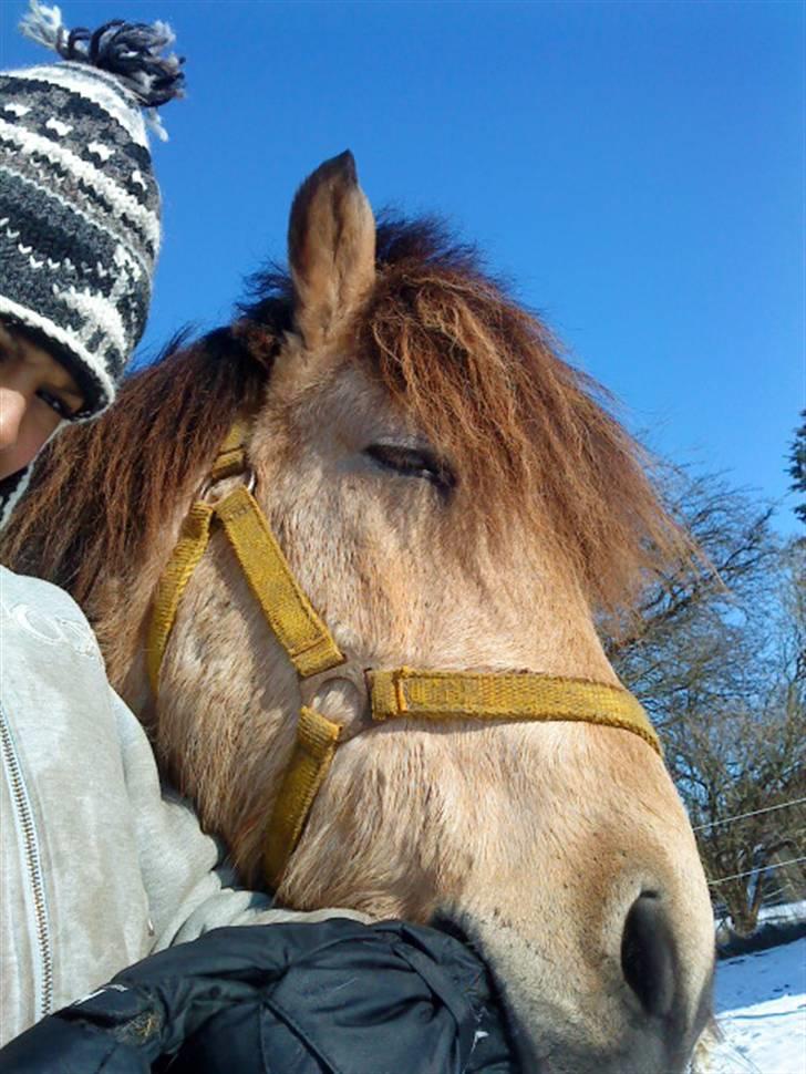 Islænder Glanni fra Enebakken - Kom nu Charlotte.. leg med mig :D <3 billede 5