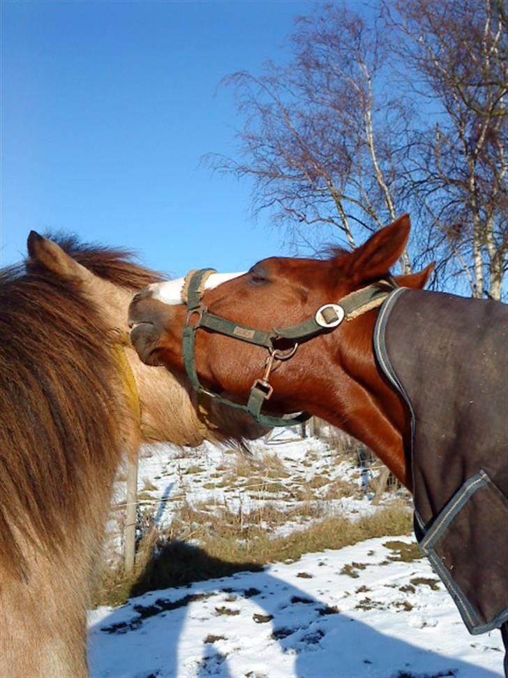 Islænder Glanni fra Enebakken - Milan, Charlotte leger med mig og ikke dig gå væk! eller få tæsk :D billede 6