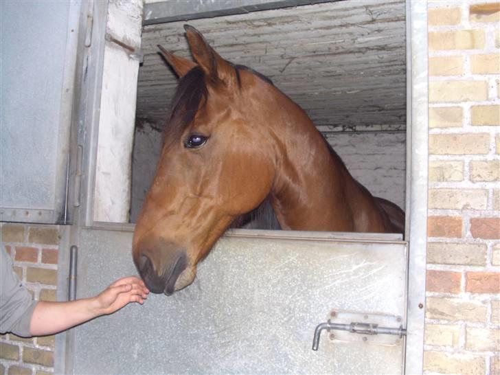 Traver ild i røven - Anden gang jeg så Fire HK. på lunden. billede 1