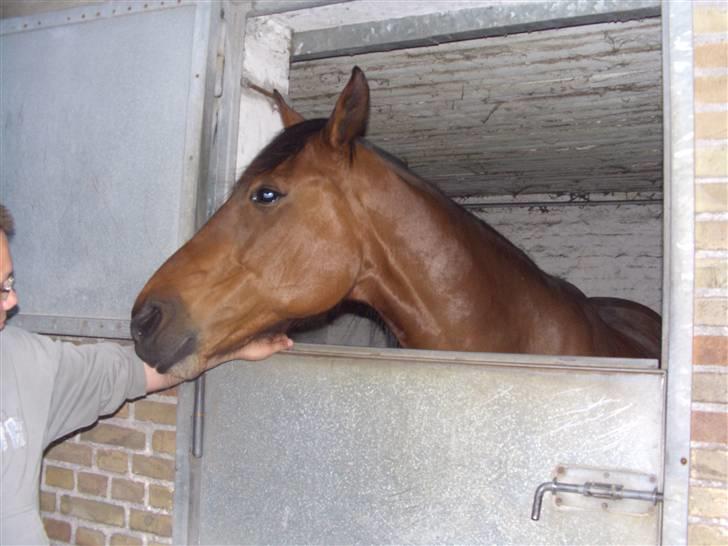 Traver ild i røven - nogle dage inden, vi fik Fire hjem. billede 4