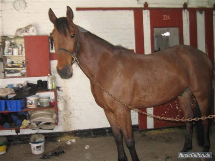 Traver ild i røven - skal jeg ud og løbe nu mon? billede 7